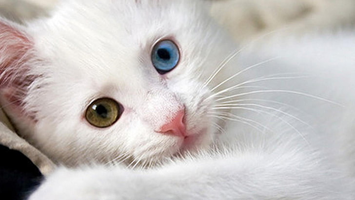 Hd Wallpaper Kitten Cat Blue Green White Cat Different Colored Eyes Wallpaper Flare