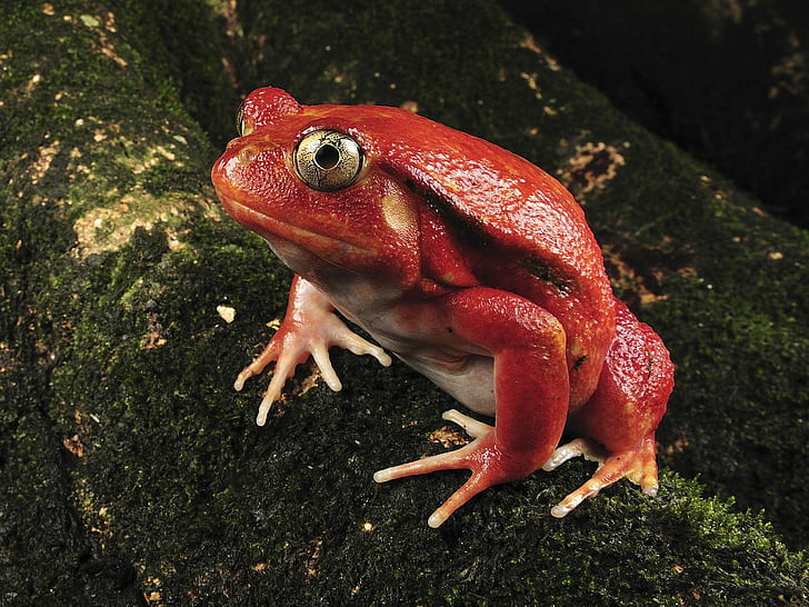 Red toad, red bull frog, animals, HD wallpaper