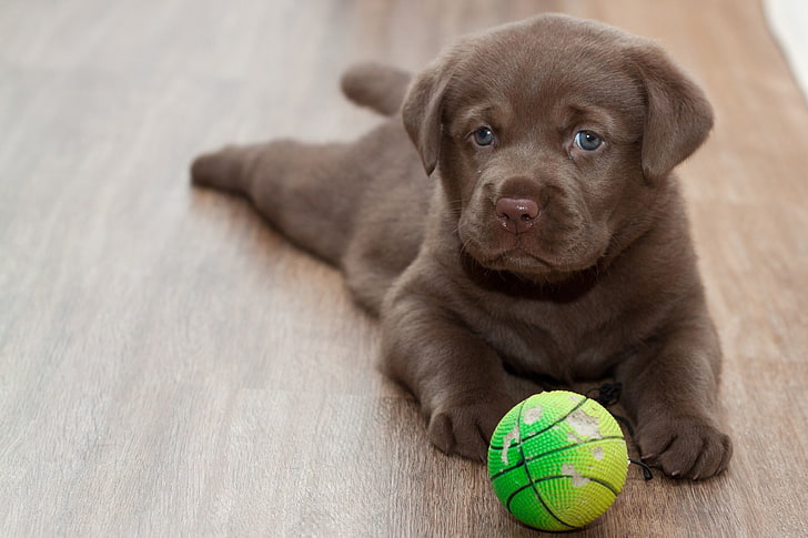 chocolate Labrador retriever puppy, ball, playful, dog, pets, HD wallpaper