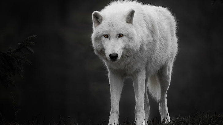 white wolf, wildlife, canis lupus tundrarum, black and white, HD wallpaper