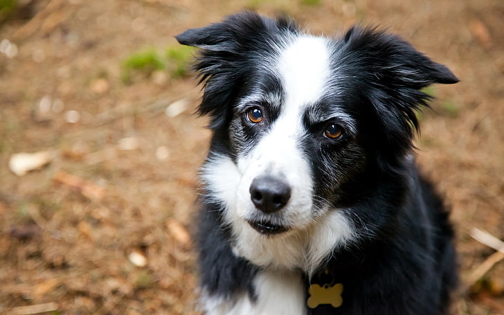 adult white and black border collie, dog, face, furry, spotted