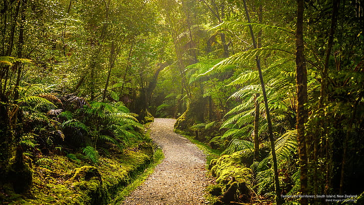 Temperate Rainforest, South Island, New Zealand, Nature, HD wallpaper