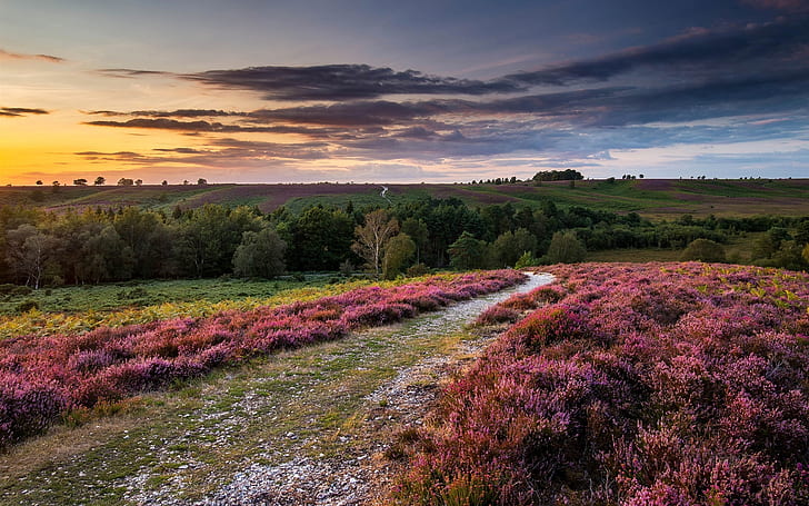 England, heather flowers, hills, trees, sunset, clouds, sky