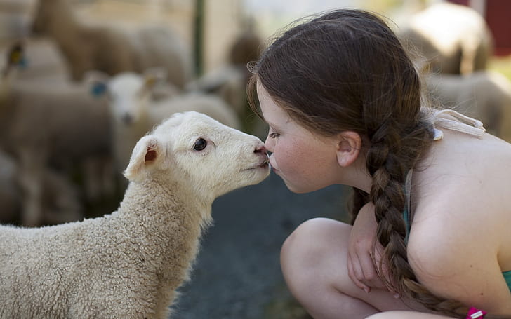 Cute little girl, sheep, friendship