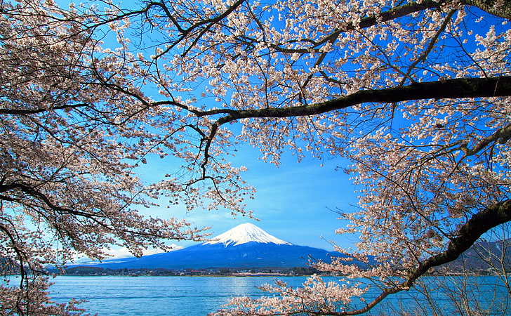 Sakura and Mount Fuji, cherry blossom trees, Asia, Japan, Blue