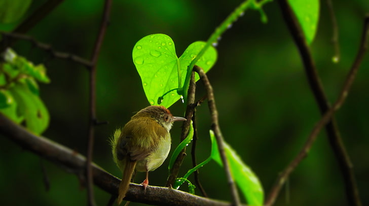 HD wallpaper: Tiny Bird, Animals, Birds, Leaf, Rain, Branch, shelter |  Wallpaper Flare