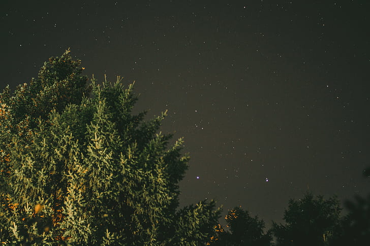 trees, starry night, green, HD wallpaper