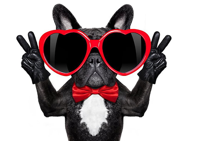 Happy Valentine's Day!, red, paw, caine, black, bow, animal, HD wallpaper