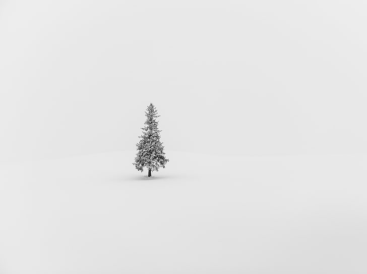 Merry and Alone HD Wallpaper, black and white pine trees, Aero