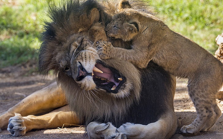 HD wallpaper: Lion Cub HD, tiger and lion, animals | Wallpaper Flare