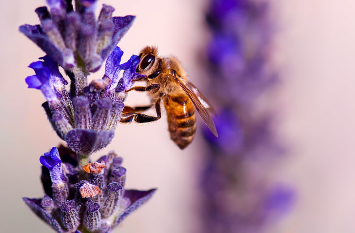 Honey Bee, Lavender, Animals, Birds, Nature, Flower, Purple, Colors, HD wallpaper