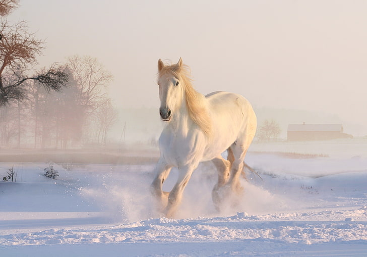 4K, Running Horse, Snow, Winter, White horse