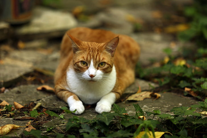 orange tabby cat lying on gray concrete floor, chats, chats, de