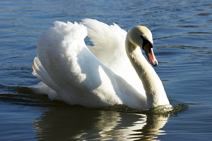 white swan on body of water, bird, animal, water  blue, white  river