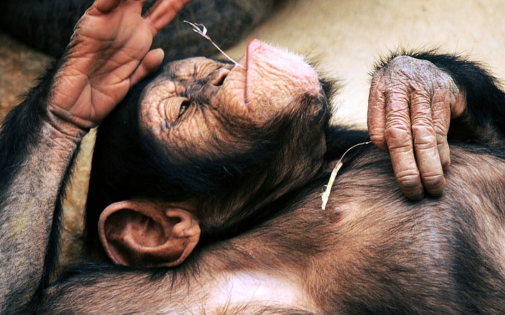 Monkeys, Chimpanzee