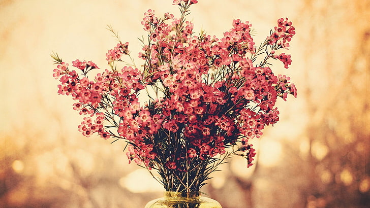 red flowers centerpieced, bouquets, bokeh, plant, flowering plant