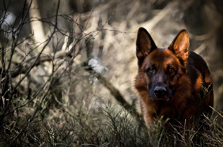 German shepherd dog, the view, the forest, best, HD wallpaper