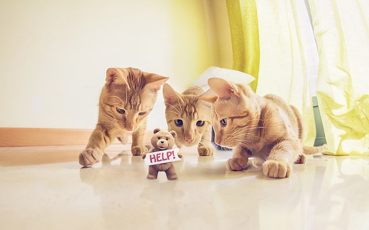 three short-coated orange kittens, cat, humor, feline, pets, domestic, HD wallpaper
