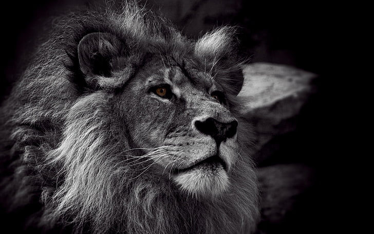 grayscale photo of lion, monochrome, animals, animal themes, mammal, HD wallpaper
