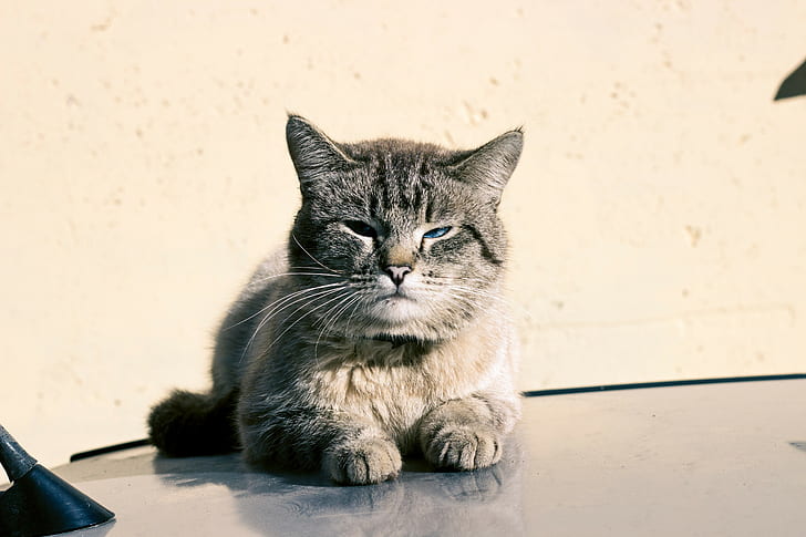 cat, Russia, HD wallpaper