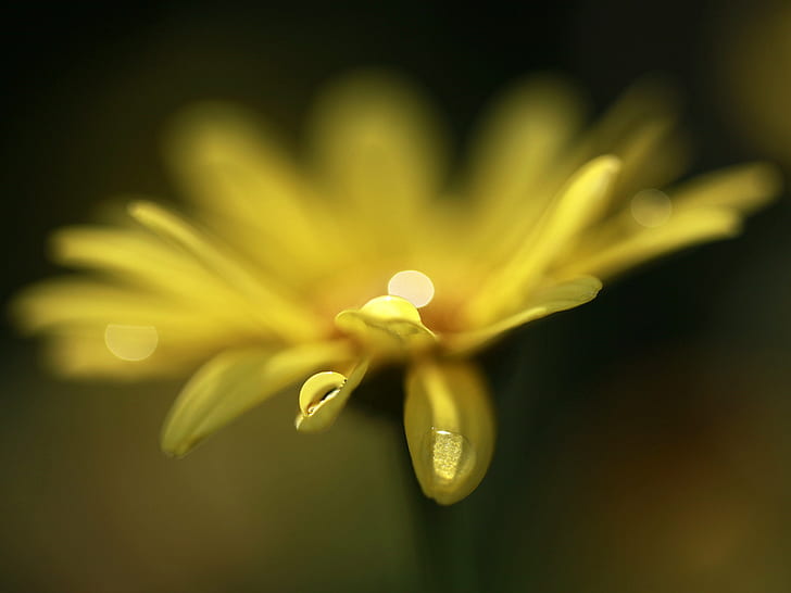 micro photography of yellow petaled flower, close, dusk, gold  yellow
