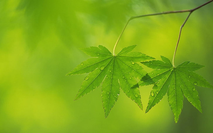 two green cannabis leaves, light, background, leaf, nature, green Color, HD wallpaper
