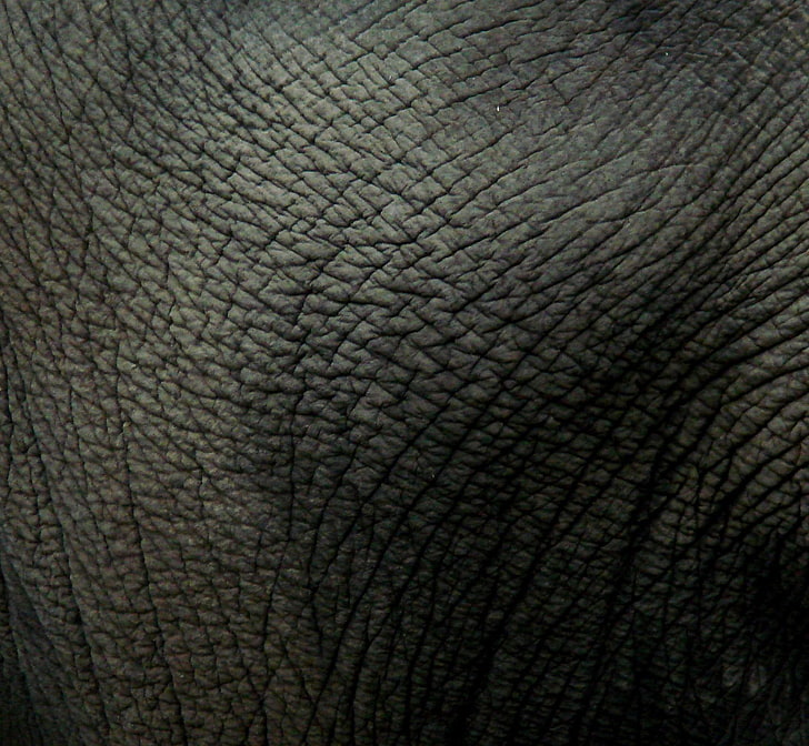 untitled, leather, elephant, animals, textured, full frame, backgrounds, HD wallpaper