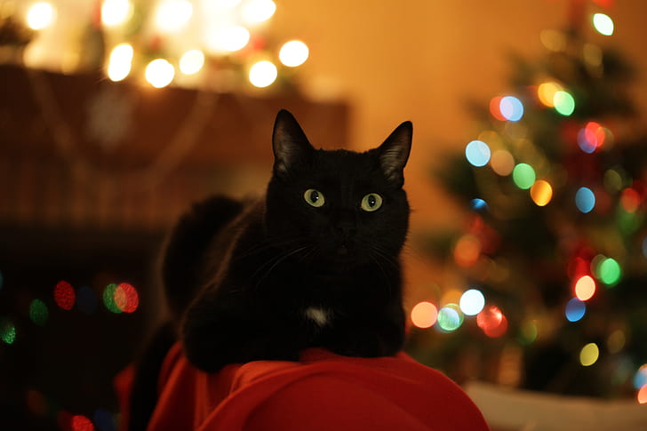 Christmas Lights Cat Wallpaper