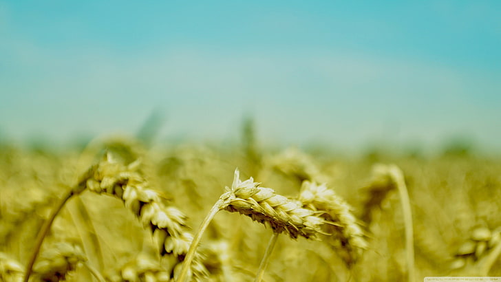brown rice wheats, nature, macro, spikelets, plant, field, agriculture, HD wallpaper