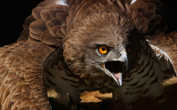 eagle, birds, HD wallpaper