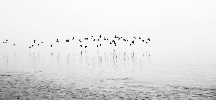 black birds in body of water photo, beach, fog, rainbow, haven