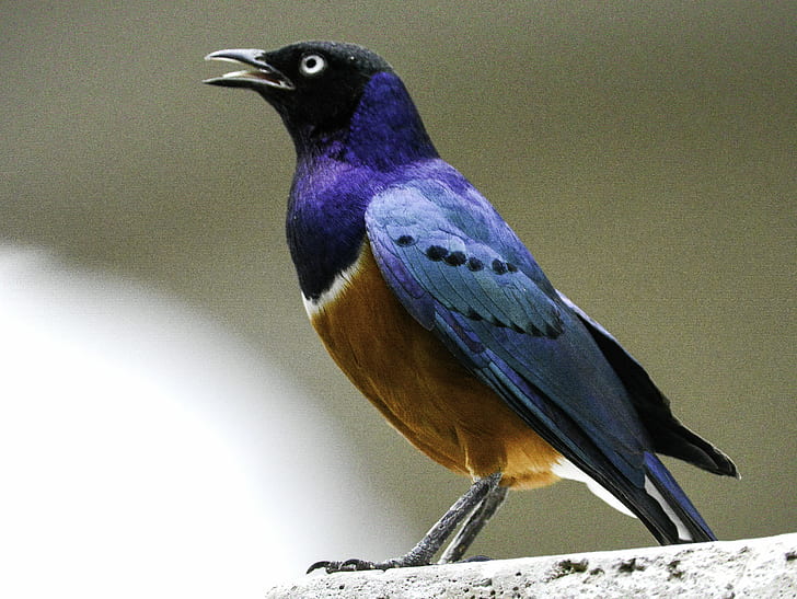 shallow focus photography of blue and brown lock beak bird, superb starling, superb starling HD wallpaper