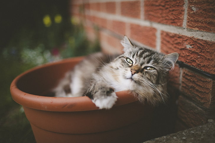 brown and white tabby cat, animals, bricks, flowerpot, depth of field