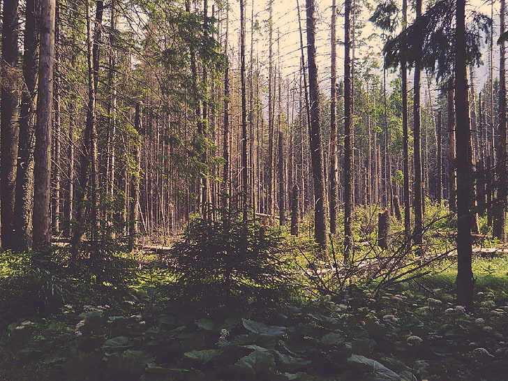 green trees, Poland, forest clearing, nature, outdoors, woodland