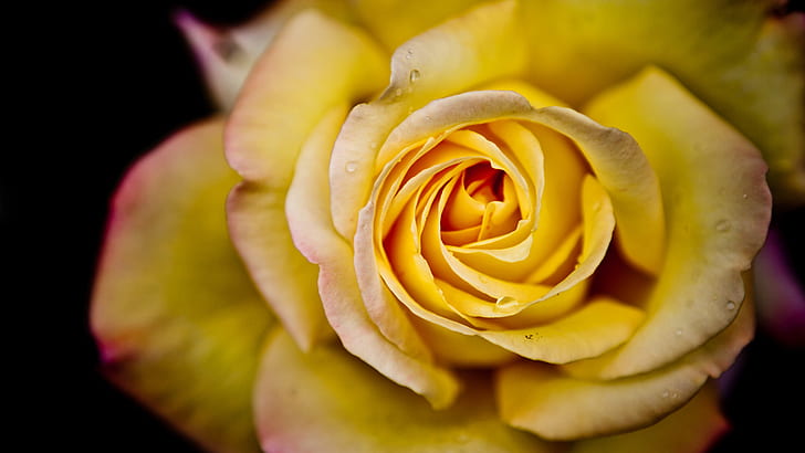 flowers, rose, yellow roses, closeup, depth of field, HD wallpaper
