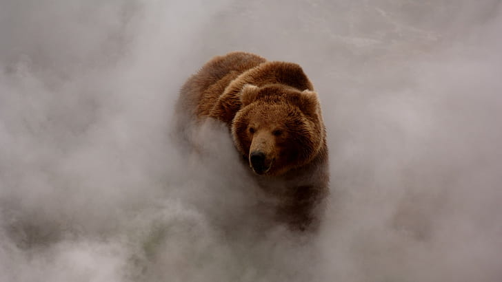 animals, mist, nature, bears, smoke, dust, Grizzly bear, wildlife