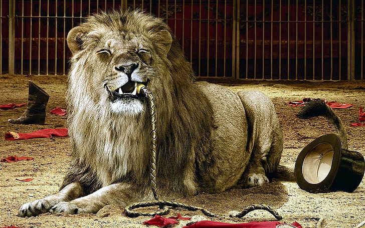 brown lion, cages, circus, eating, top hat, whips, dark humor, HD wallpaper