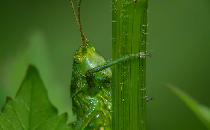 selective focus photography of green grasshopper perched on plant stem