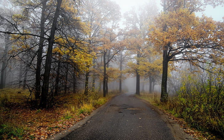 Morning, road, forest, autumn, fog