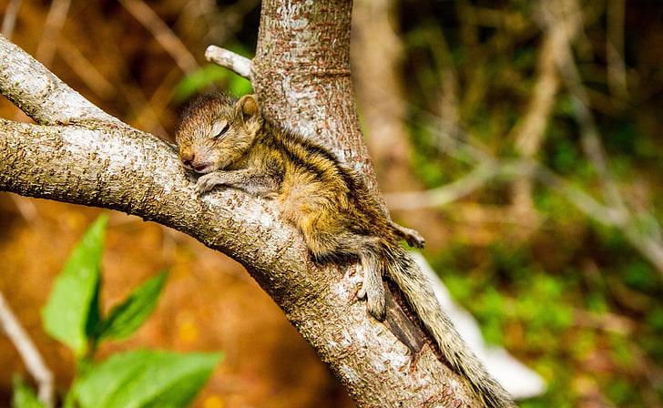 The Baby Squirrel Takes A Nap, Animals, Wild, Cute, Adorable, HD wallpaper