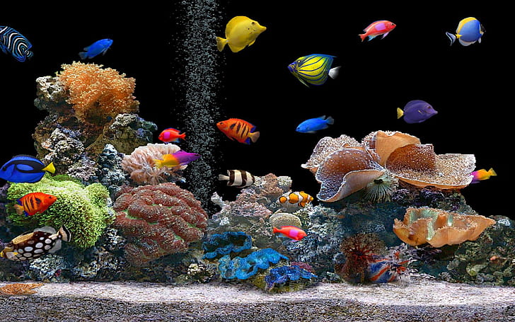 fish aquarium 1680x1050  Animals Fish HD Art, HD wallpaper