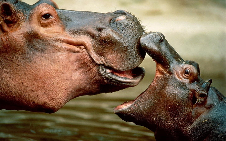 Hippo baby 1080P, 2K, 4K, 5K HD wallpapers free download | Wallpaper Flare