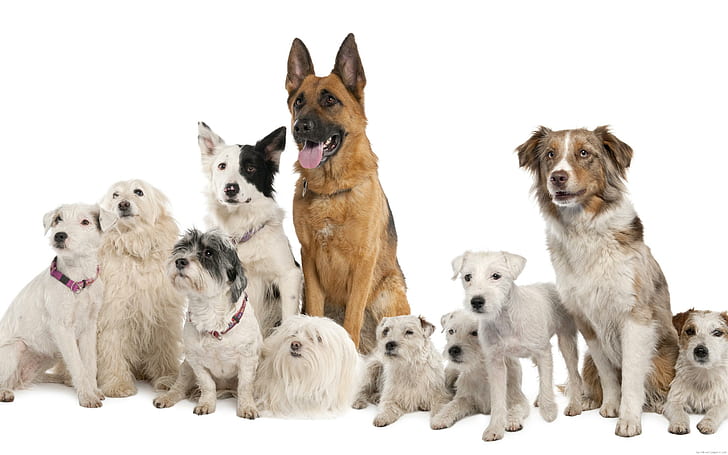 Pack of dogs on a white background, different dog breeds, animal