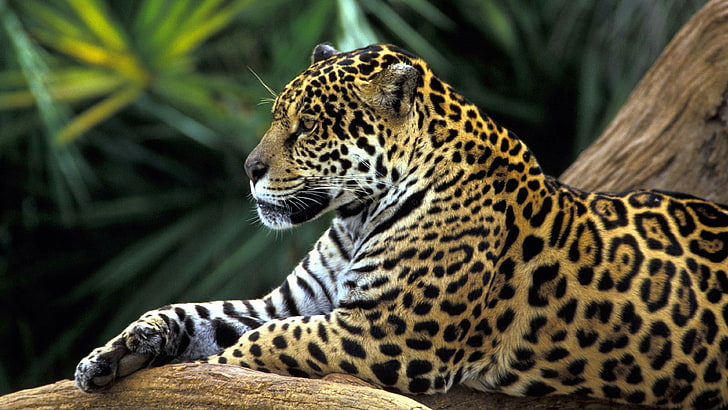 HD wallpaper: jaguar, wildlife, big cat, terrestrial animal, wild animal |  Wallpaper Flare