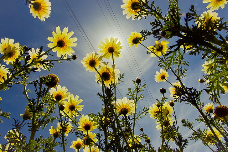 low angle view of sunflower under blue sky during daytime, Spring, HD wallpaper