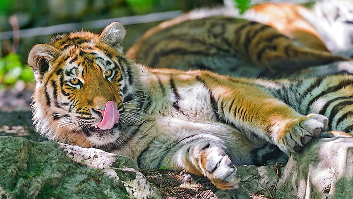 tiger, feline, big cat, tiger cat, animal, domestic cat, domestic animal, HD wallpaper