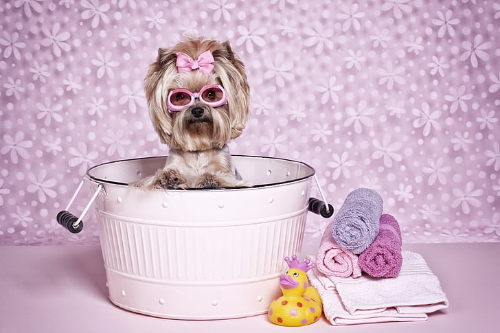 :), caine, bath, bow, animal, sunglasses, cute, funny, pink, HD wallpaper