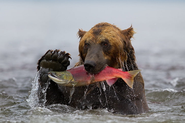 brown bear, fish, fishing, water, wet, sea, animal, nature, dog, HD wallpaper