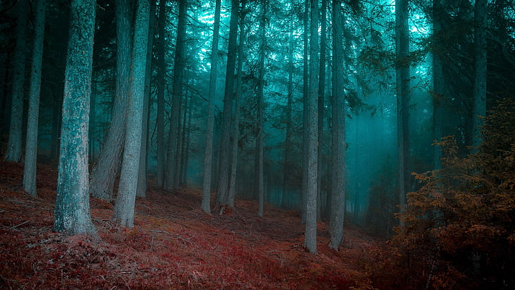 forest trees during blue hour, mist, morning, grass, shrubs, nature
