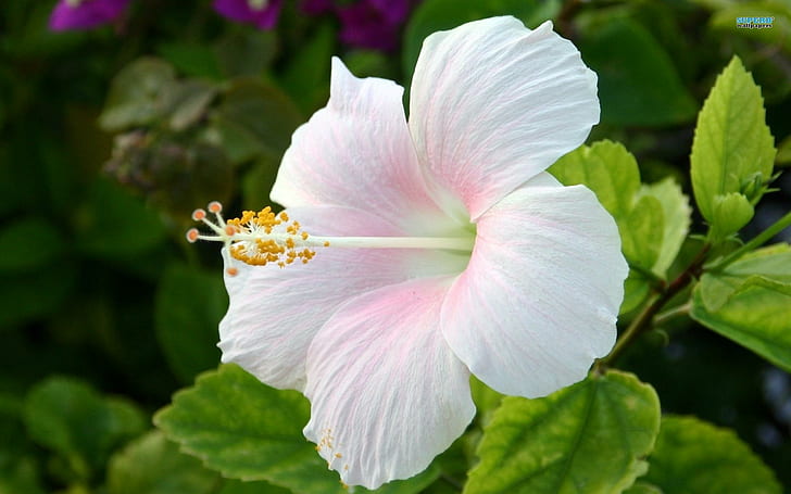 The Blushing Hibiscus, flower, leaves, white, nature and landscapes, HD wallpaper